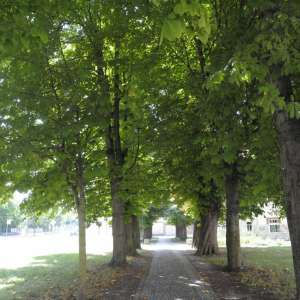 Kastanienallee an der Bibliothek